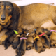 Dachshund Pregnancy & Whelping