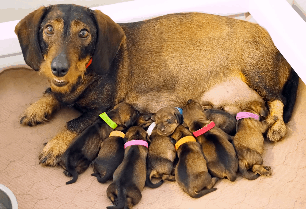 Wire-haired dachshund breeder