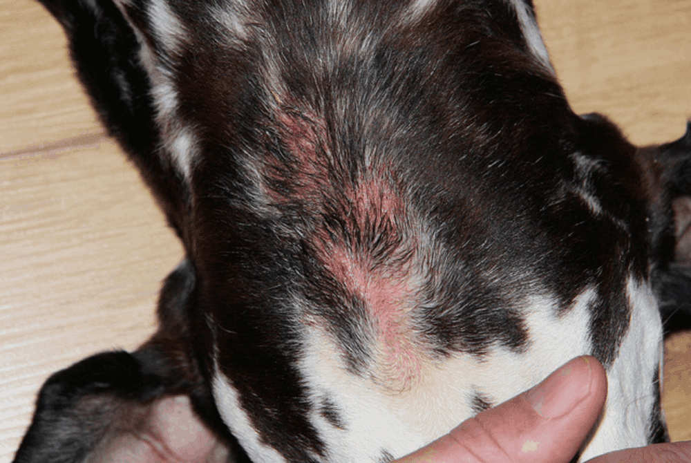 acute moist dermatitis dachshund