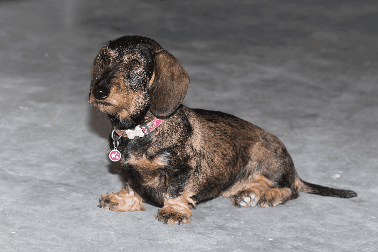 brindle miniature wire-haired dachshund