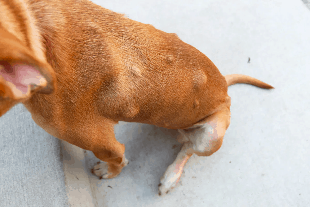 cancer in dachshunds