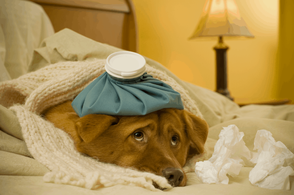 canine influenza