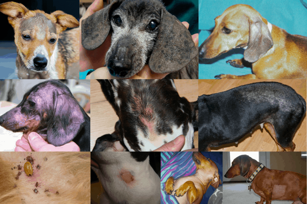 common dachshund skin problems