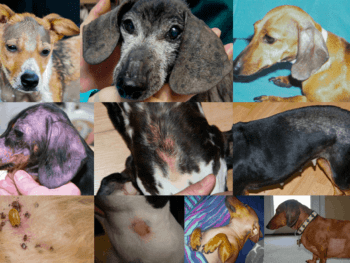 common dachshund skin problems