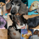 common dachshund skin problems