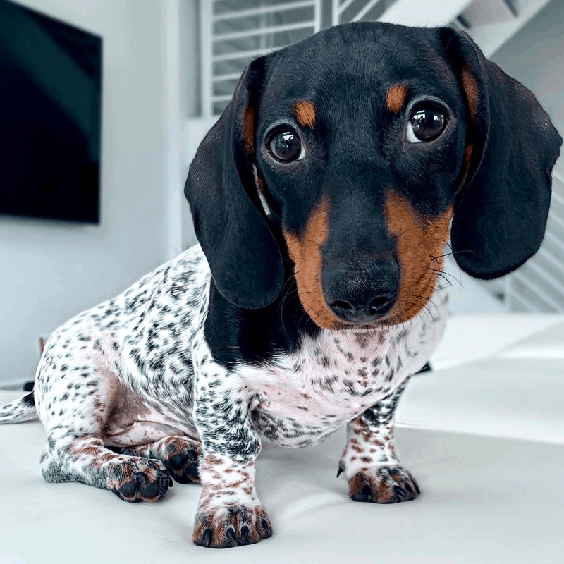 dachshund dalmatian mix