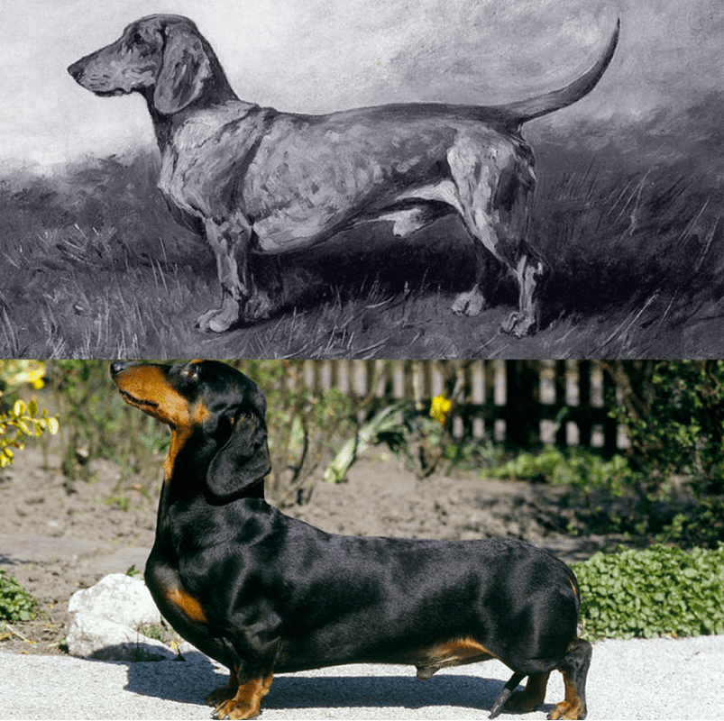 dachshund history