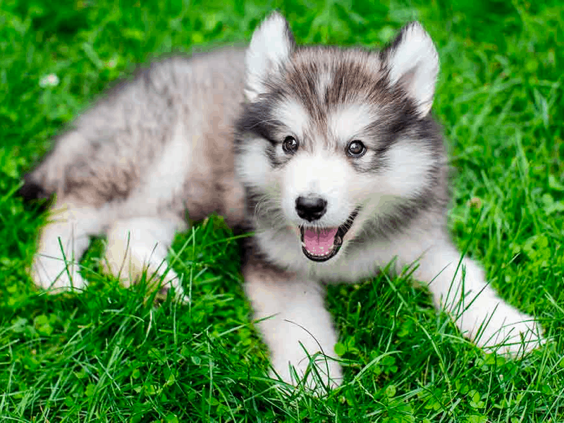 dachshund husky mix