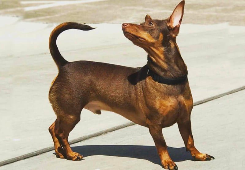 dachshund miniature pinscher mix