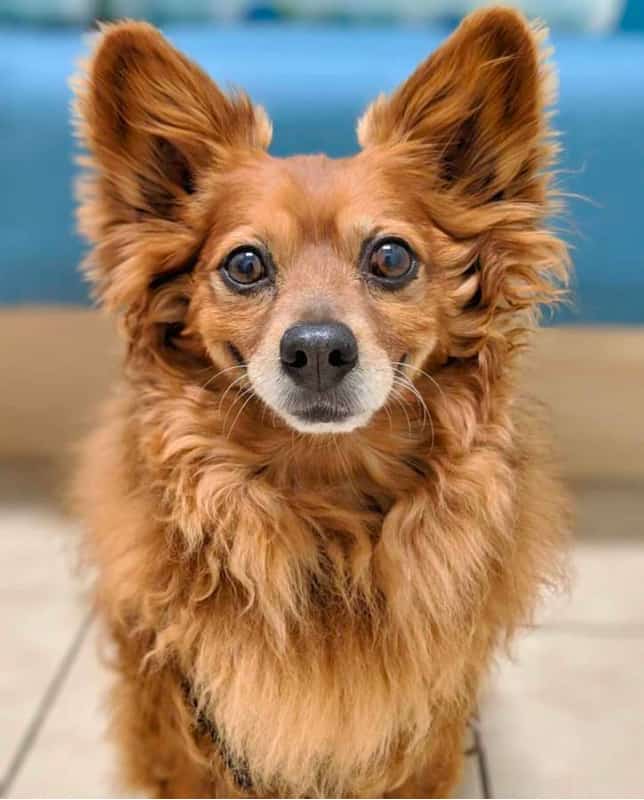 dachshund pomeranian mix