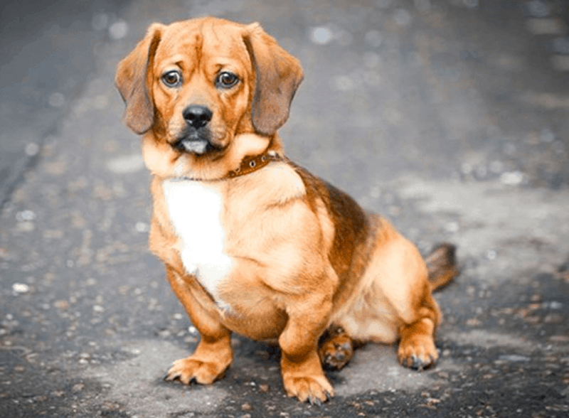 dachshund pug mix