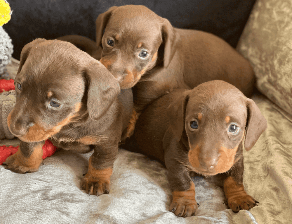dachshund puppies 3 weeks old