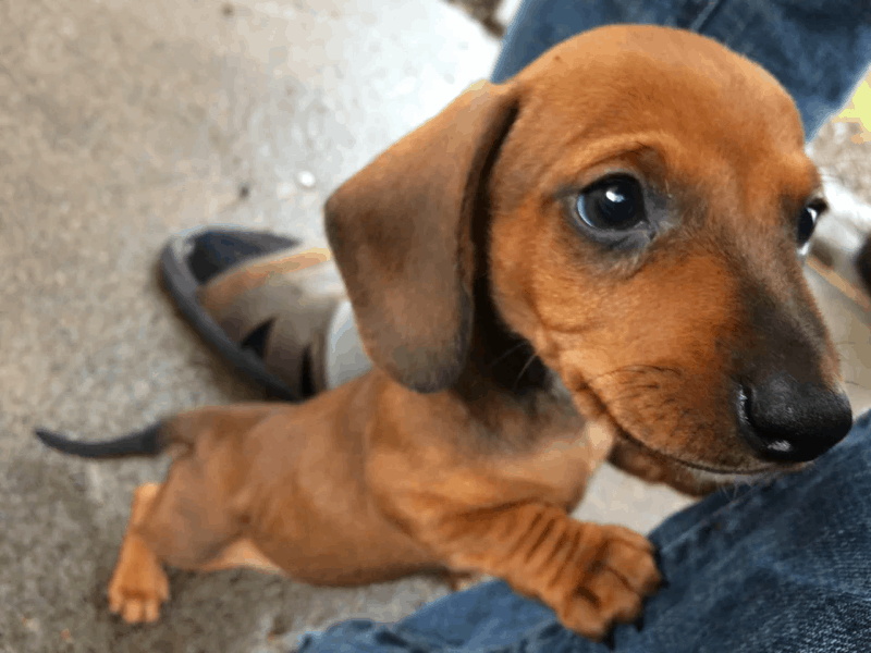 dachshund puppy 7 weeks old