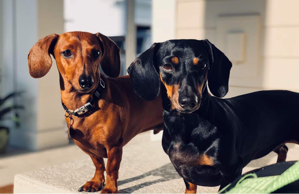 dachshunds