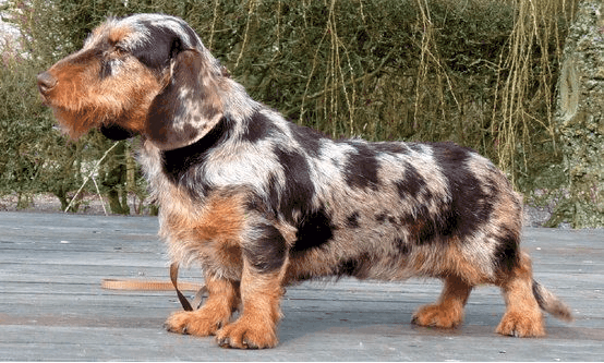 dapple wire haired dachshund