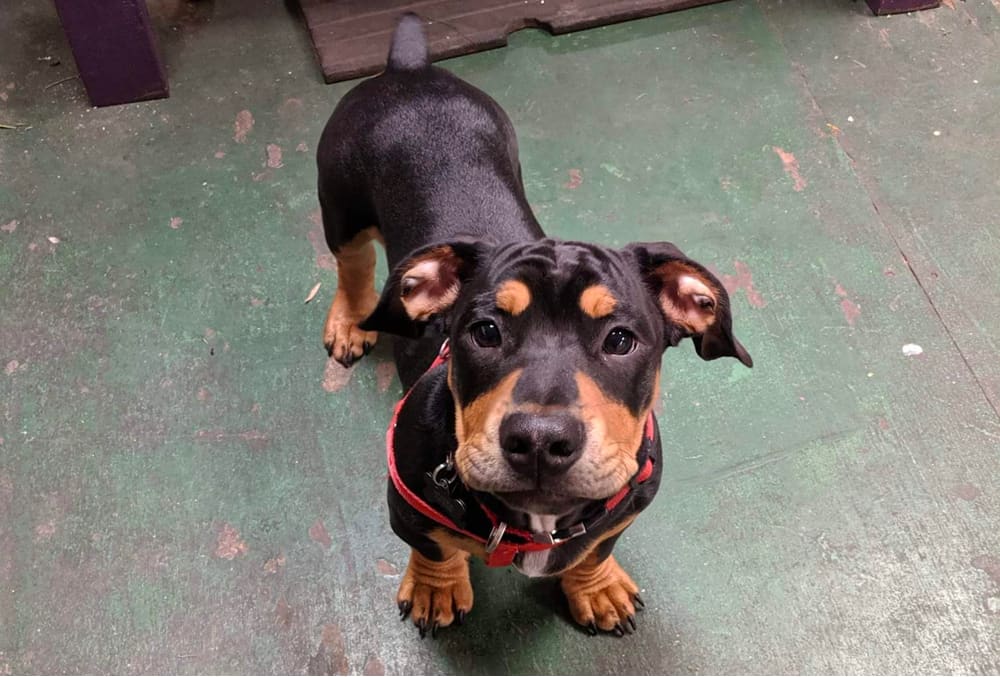 english bulldog dachshund mix