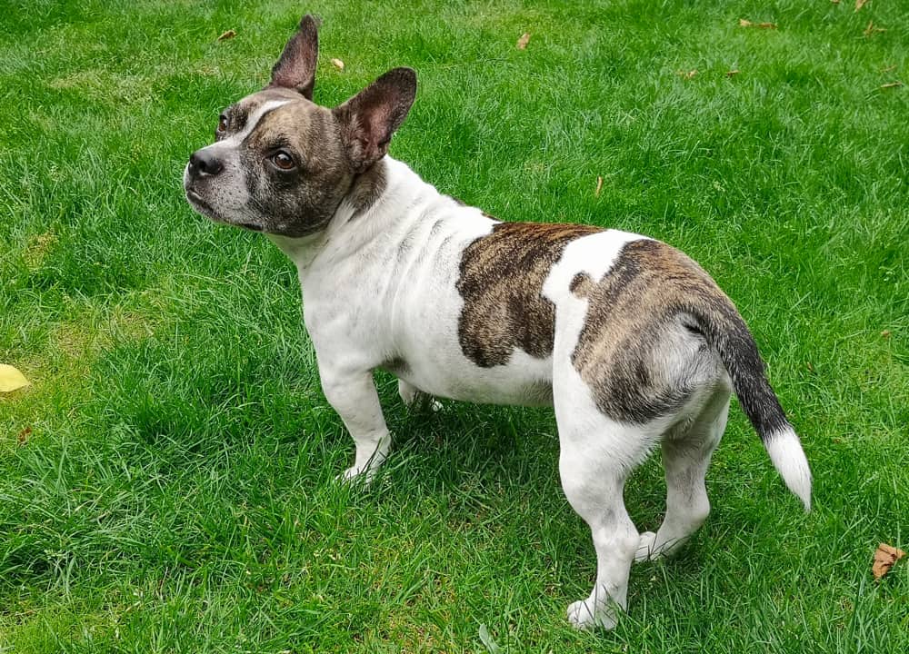 french bulldog dachshund mix