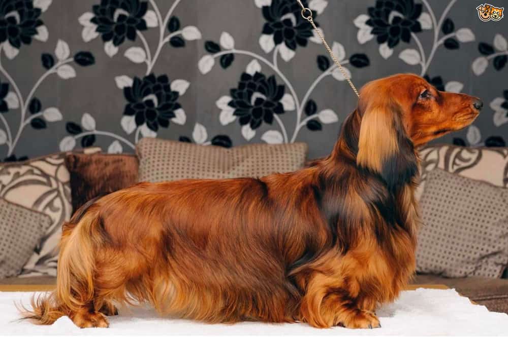 Long-haired Dachshund Appearance
