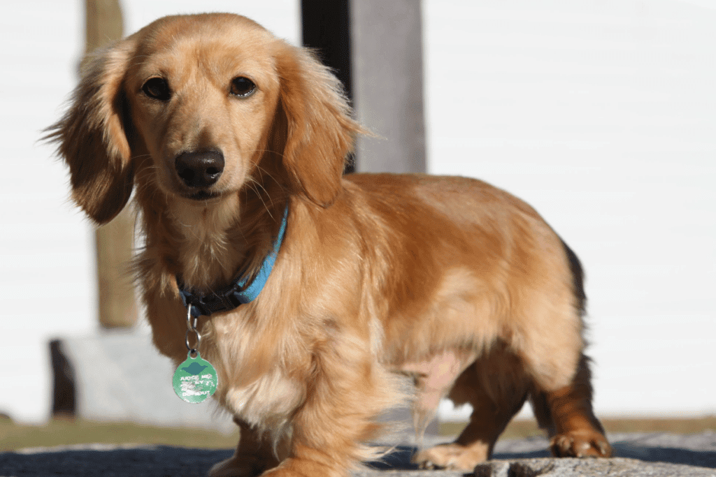 miniature long-haired dachshund