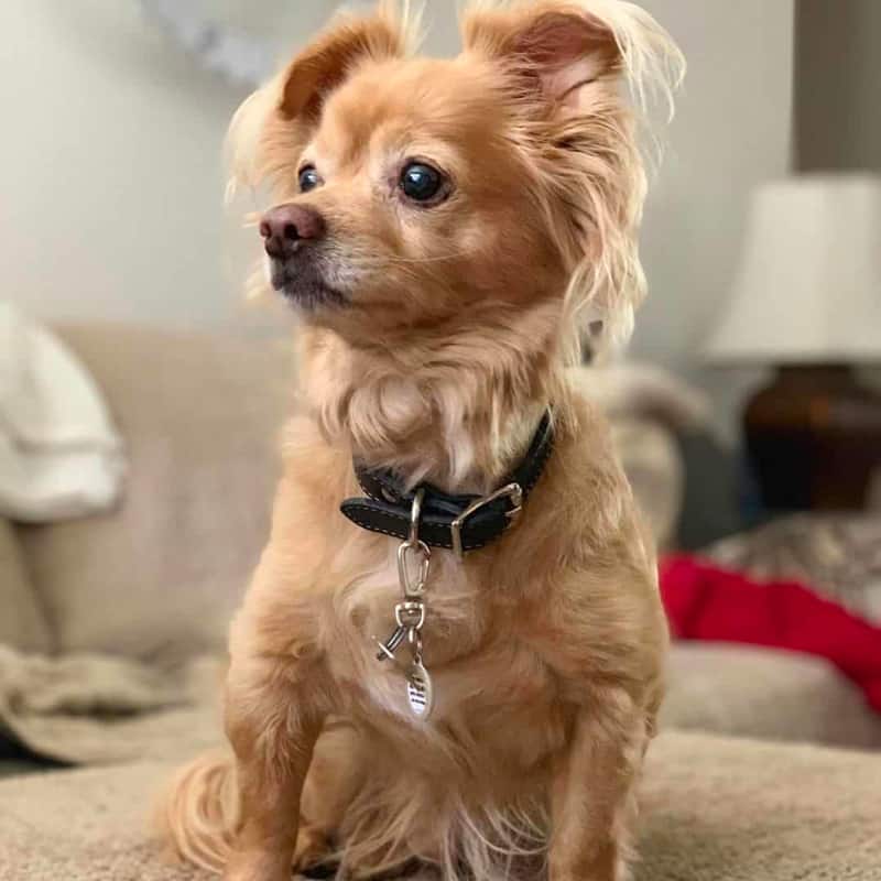 papillon dachshund mix