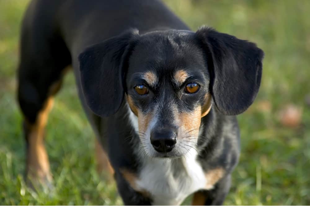 rat terrier dachshund mix