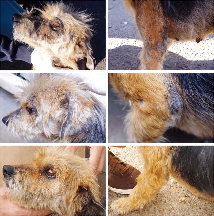 sarcoptic mange in dogs