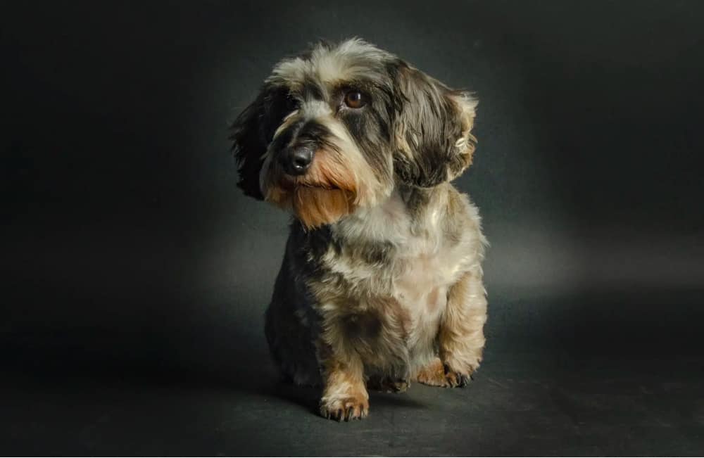 shih tzu dachshund mix