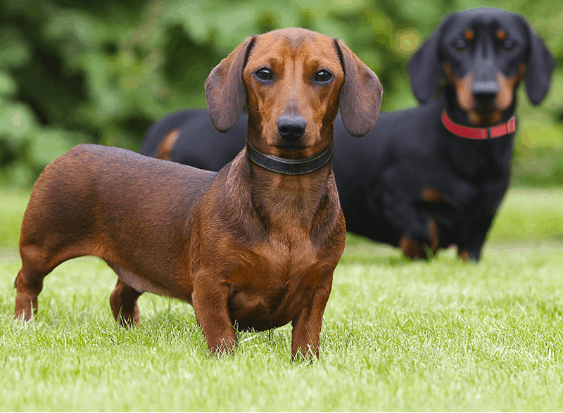 short haired Doxie