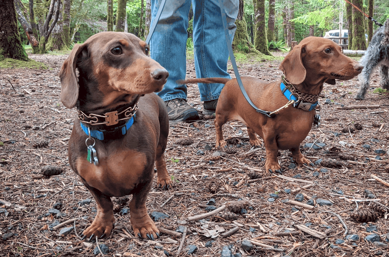 smooth coated Dachshund