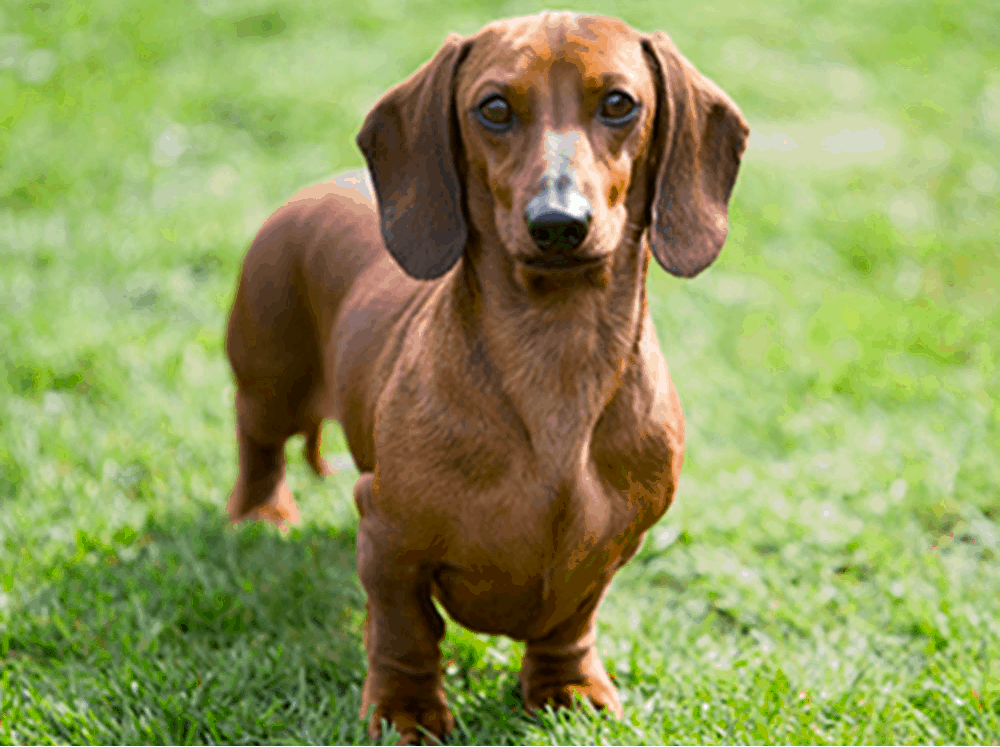 smooth-coated Doxie