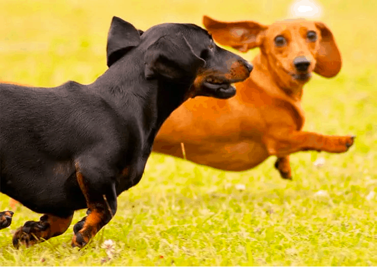 smooth dachshund exercise needs