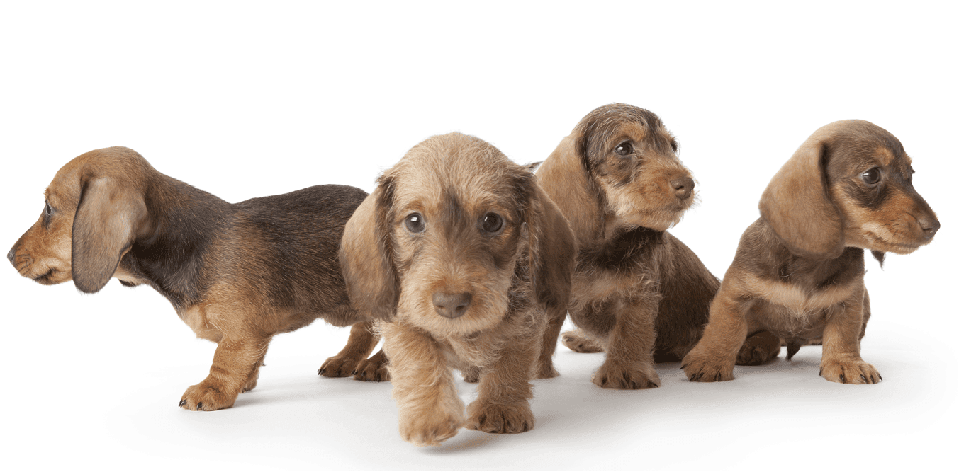 wire-haired dachshund puppies