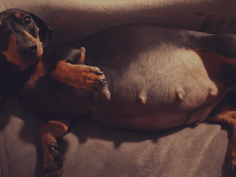 This pregnant Dachshund has 1 week to go