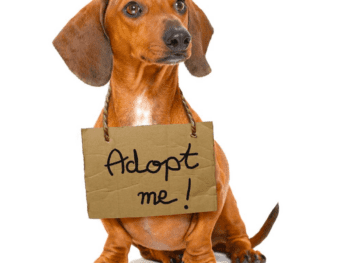 Adopt a doxie