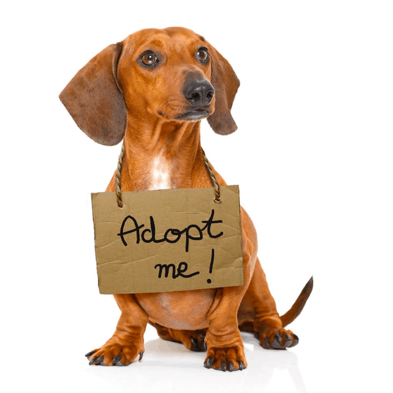 Adopt a doxie