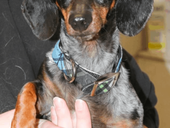 Adopt adult dachshund