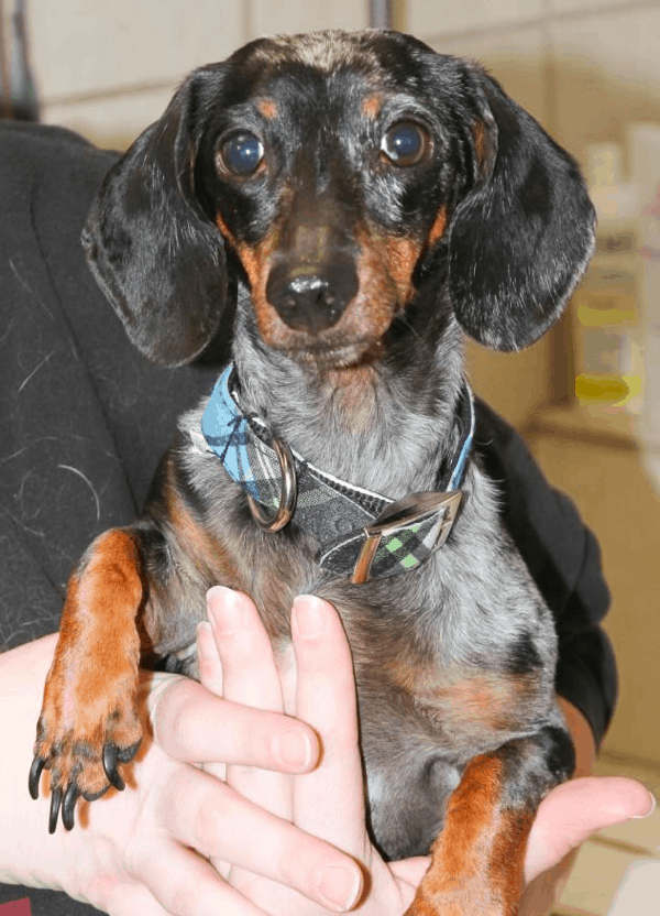 Adopt adult dachshund