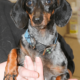 Adopt adult dachshund