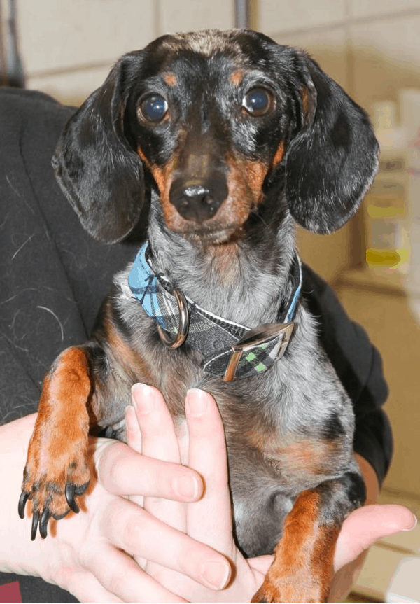 Adopt adult dachshund