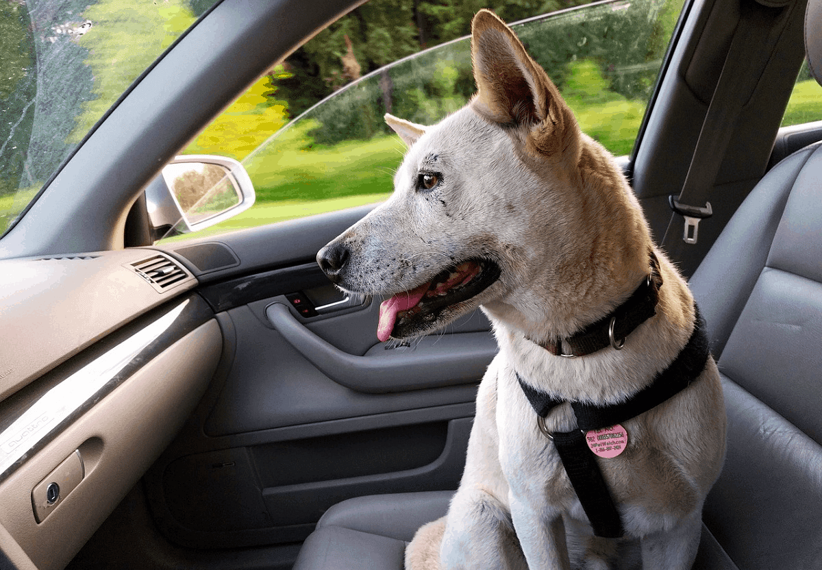 Antifreeze Poisoning in Dogs