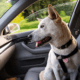 Antifreeze Poisoning in Dogs