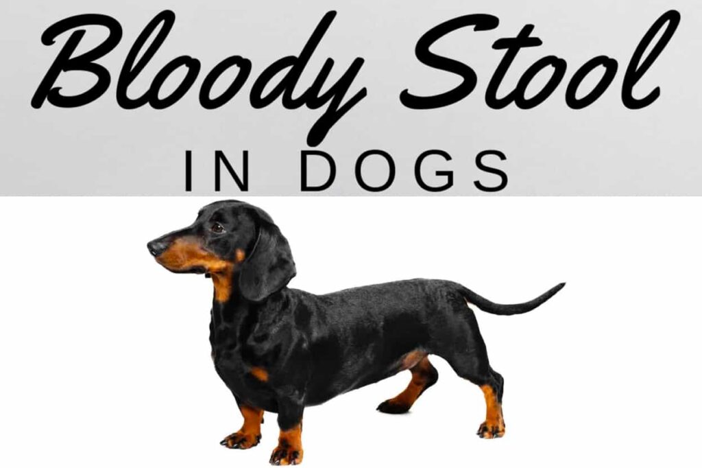 Bloody Stool in Dachshunds – Why and What to do?