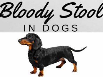 Bloody Stool in Dachshunds