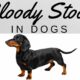 Bloody Stool in Dachshunds