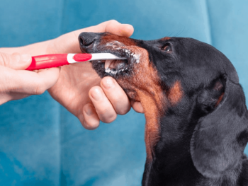 Brushing dachshund teeth
