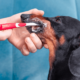 Brushing dachshund teeth