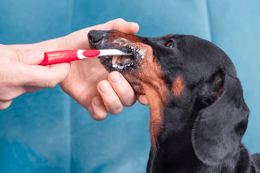 Brushing dachshund teeth