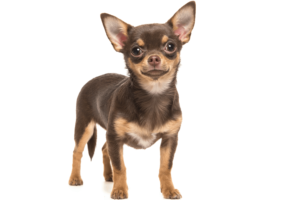 Chihuahua Breed