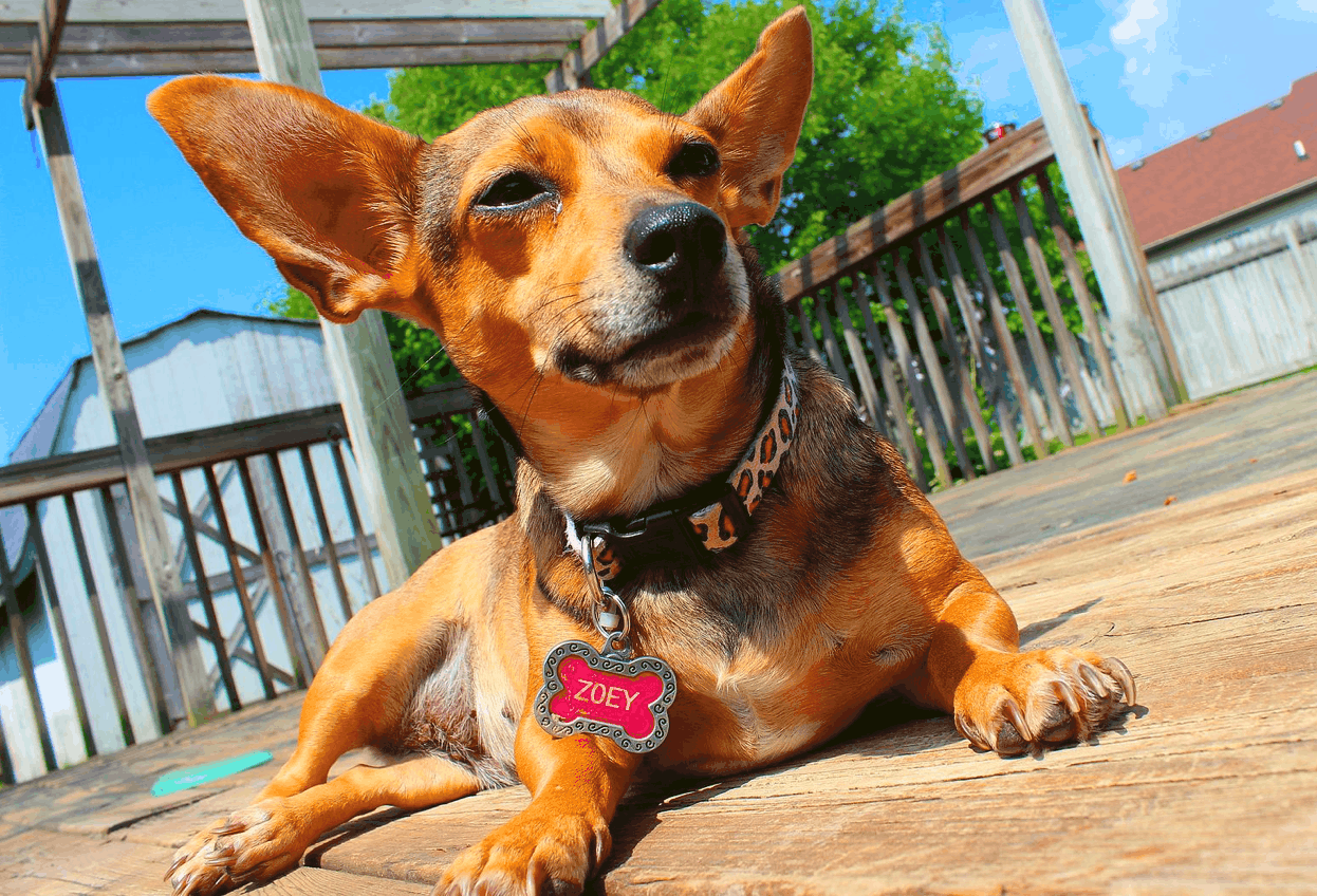 Chihuahuas Dachshund Mix