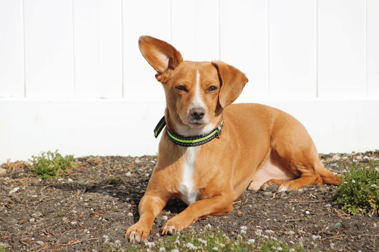 Chiweenie Appearance